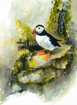 Puffin: On The Rocks